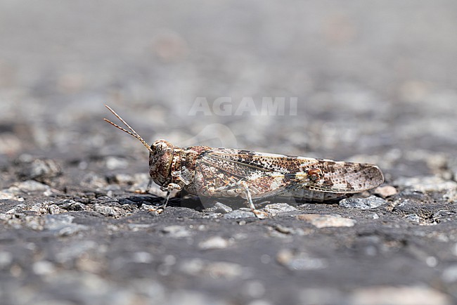 blue-winged locust (sphingonotus caerulans) photographed in lateral view, found in Brandenburg in Eastern Germany stock-image by Agami/Mathias Putze,