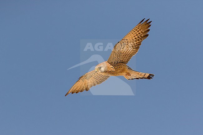An adult male Lesser Kestrel in flight seen from below against a clear blue sky. stock-image by Agami/Onno Wildschut,
