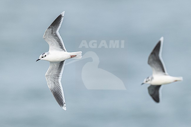  stock-image by Agami/Menno van Duijn,