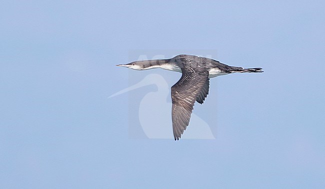 Pacific Loon (Gavia pacifica) in flight with sky as background. stock-image by Agami/Brian Sullivan,