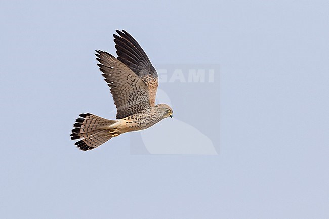 Lesser Kestrel (Falco naumanni) hovering in the southern Negev desert of Israel during spring migration. stock-image by Agami/Dubi Shapiro,