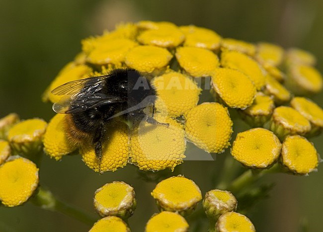 Tansy flowers with bumblebee, Boerenwormkruid bloemen met hommel stock-image by Agami/Wil Leurs,