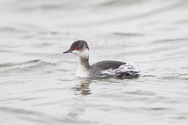 A male Black-necked Grebe (Podiceps nigricollis) in winter plumage at axios delta in Greece stock-image by Agami/Mathias Putze,