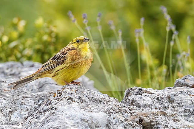  stock-image by Agami/Daniele Occhiato,