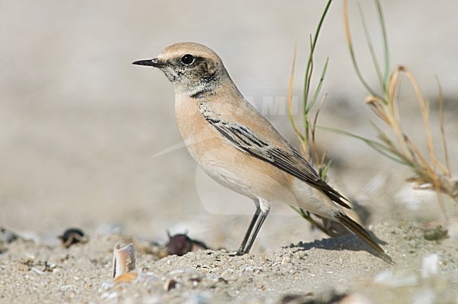 Desert Wheatear on beach of IJmuiden, Netherlands ; Woestijntapuit op het strand van IJmuiden stock-image by Agami/Marc Guyt,