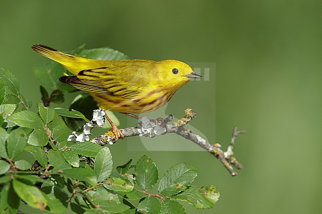 Adult male
Galveston Co., TX
April 2017 stock-image by Agami/Brian E Small,