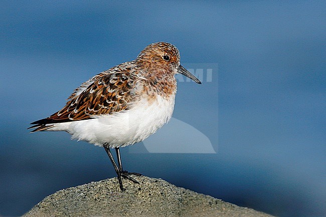 Adult breeding
Los Angeles Co., CA
May 2008 stock-image by Agami/Brian E Small,