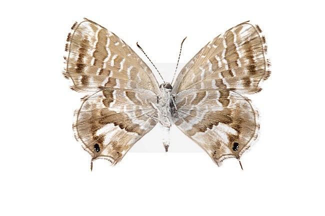 Geranium Bronze, Cacyreus marshalli stock-image by Agami/Wil Leurs,