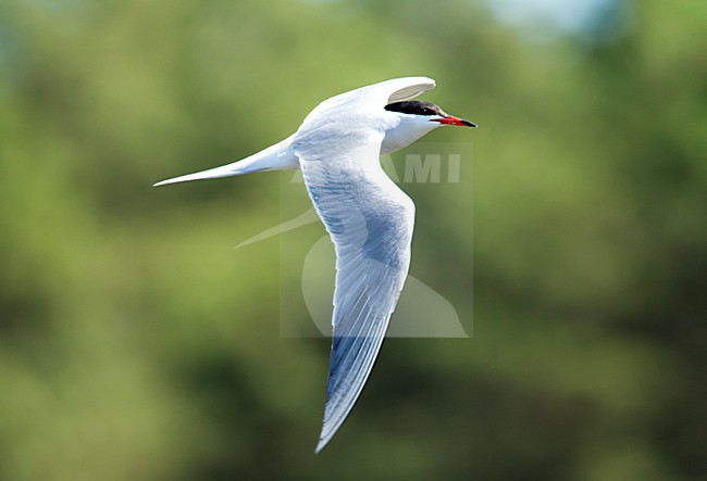 Volwassen Visdief in vlucht, Common Tern adult in flight stock-image by Agami/Roy de Haas,