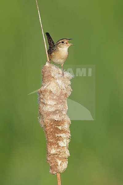 Adult
St. Louis Co., MN
June 2020 stock-image by Agami/Brian E Small,