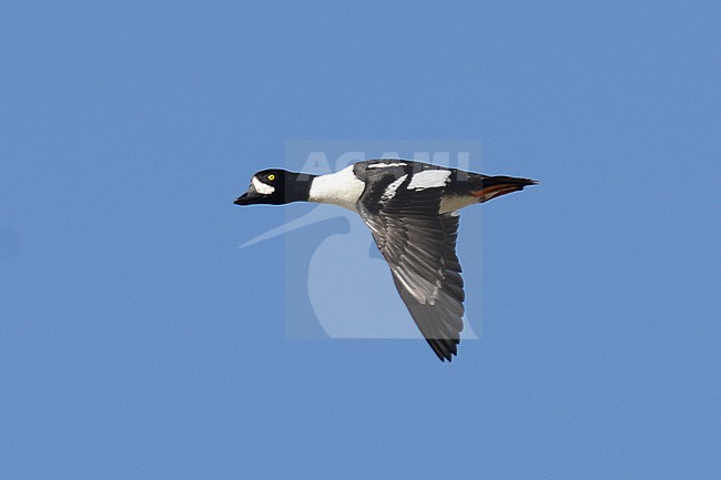 Adult male Barrow's Goldeneye (Bucephala islandica) in flight over Iceland stock-image by Agami/Laurens Steijn,