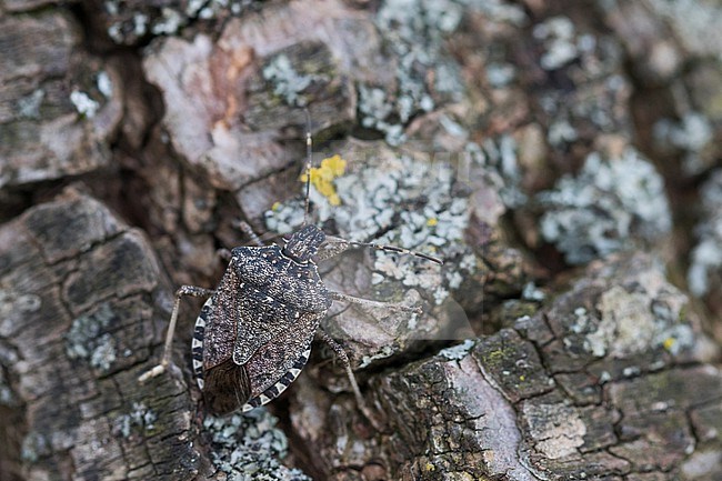 Halyomorpha halys - Brown marmorated stink bug - Marmorierte Baumwanze, Germany, imago stock-image by Agami/Ralph Martin,