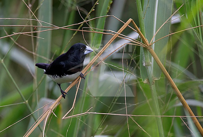 Male Black-and-white Mannikin (Spermestes bicolor) in Sierra Leone. stock-image by Agami/David Monticelli,
