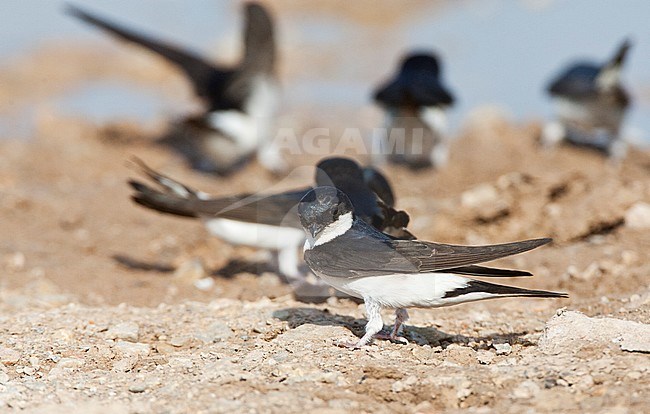 Huiszwaluw in vlucht; Common House Martin (Delichon urbicum) in flight stock-image by Agami/Marc Guyt,