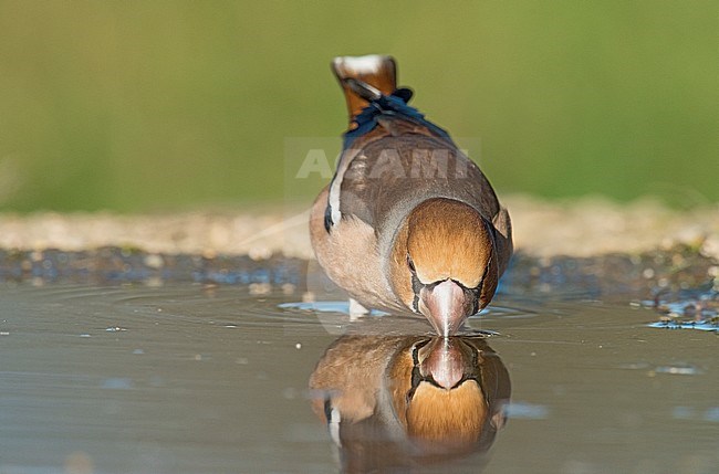 Hawfinch (Coccothraustes coccothraustes) drinking at forest pool in Italy. stock-image by Agami/Alain Ghignone,