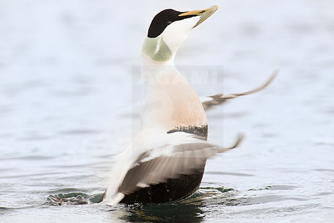 Eider mannetje, Eider male stock-image by Agami/Rob Riemer,