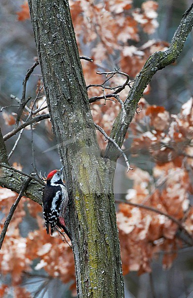 Middle Spotted Woodpecker (Dendrocopos medius) in forest in Bulgaria. stock-image by Agami/Marc Guyt,