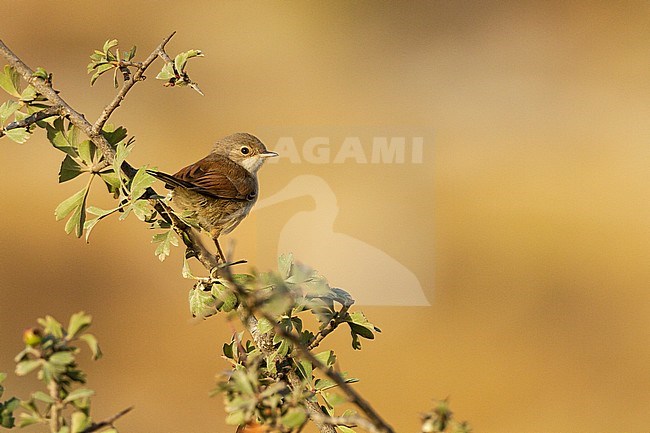 Brilgrasmus, Spectacled Warbler, Sylvia conspicillata stock-image by Agami/Yoav Perlman,