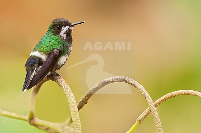 Green Thorntail (Discosura conversii) Perched on a branch in Ecuador stock-image by Agami/Dubi Shapiro,