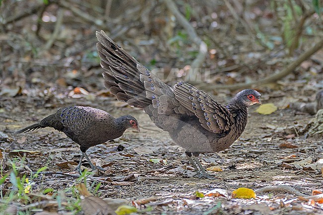 Germain's Peacock-Pheasant, Polyplectron germaini, in Vietnam. Displaying male and female. stock-image by Agami/Pete Morris,