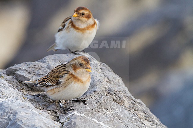 Snow Bunting, Plectrophenax nivalis, in winter plumage sitting on basalt rocks part of small flock wintering at North Sea coast. First winter female and male of nominate subspecies nivalis. Two birds in image with one ringed. stock-image by Agami/Menno van Duijn,
