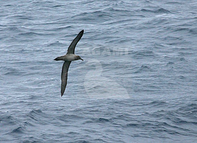 Light-mantled Sooty Albatross flying above the ocean, Roetkopalbatros vliegend boven de oceaan stock-image by Agami/Marc Guyt,