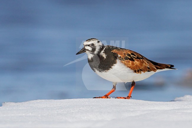 Steenloper staand op het ijs; Ruddy Turnstone (Arenaria interpres) on the Hudson's Bay near Churchill, Manitoba, Canada. stock-image by Agami/Glenn Bartley,