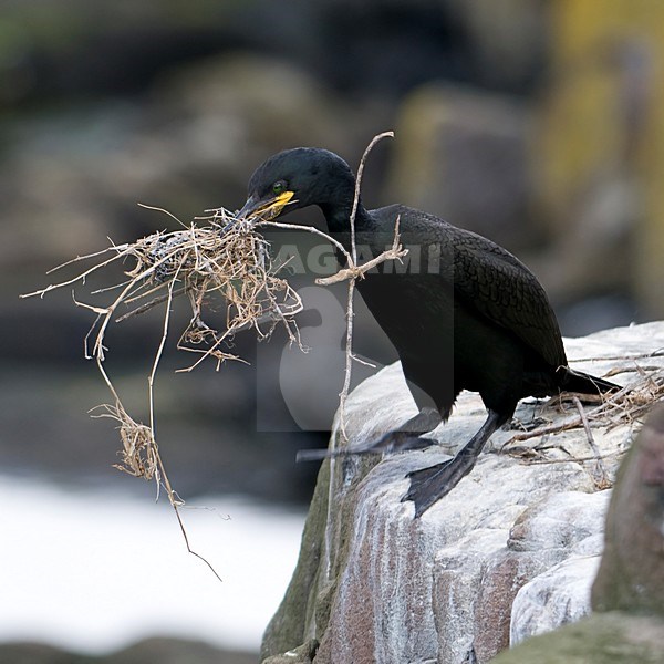 Kuifaalscholver met nestmateriaal; European Shag with nesting material stock-image by Agami/Han Bouwmeester,