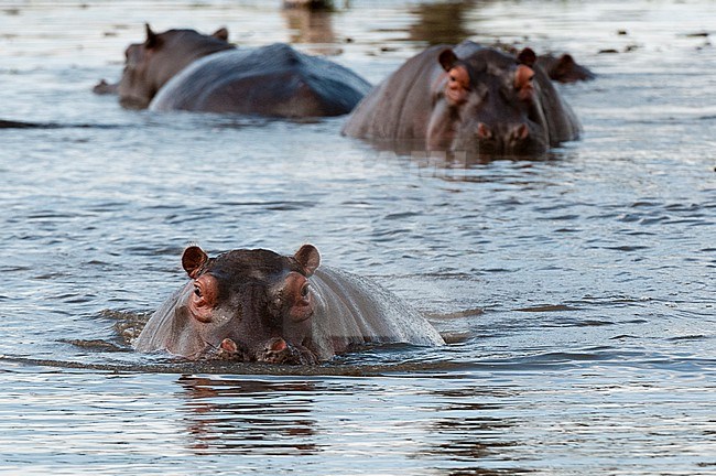 An alert hippopotamus, Hippopotamus amphibius, among others in the water. Khwai Concession Area, Okavango, Botswana. stock-image by Agami/Sergio Pitamitz,