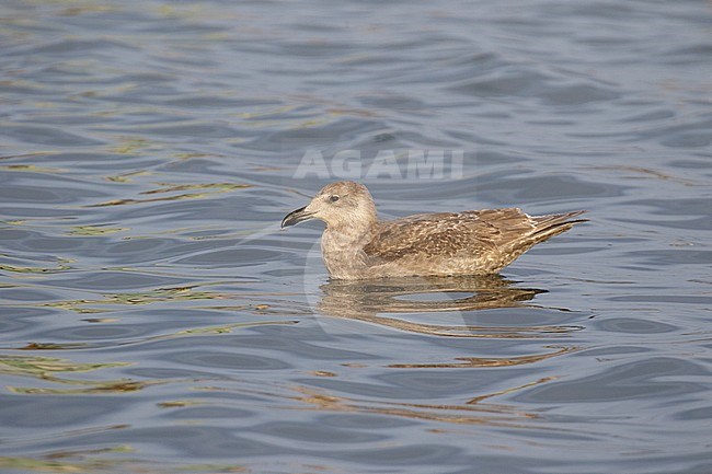 Immature Glaucous-winged Gull wintering in harbour of Kushiro in Japan. Swimming on the water. stock-image by Agami/Josh Jones,