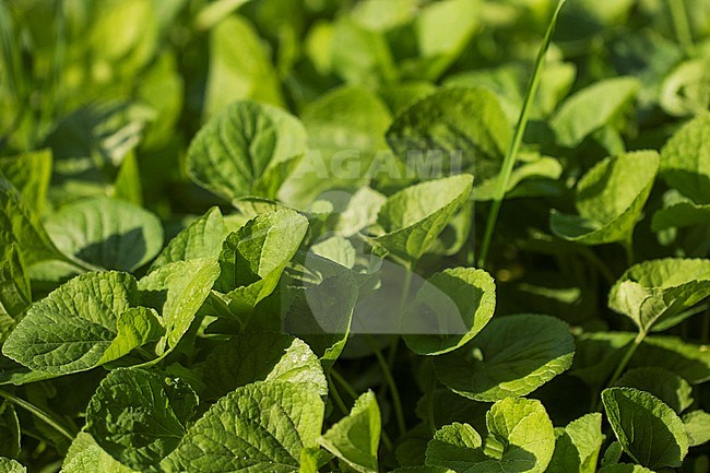 Sweet violet leaves stock-image by Agami/Wil Leurs,