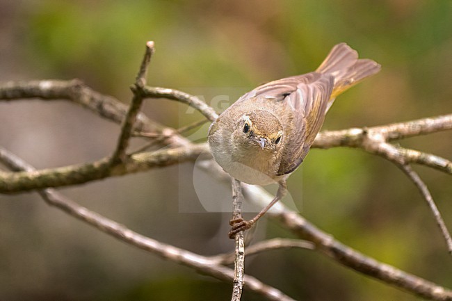 Western Bonelli's Warbler (Phylloscopus Bonelli), side view of an adult perched on a branch stock-image by Agami/Hans Germeraad,