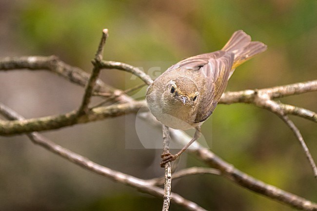 Western Bonelli's Warbler (Phylloscopus Bonelli), side view of an adult perched on a branch stock-image by Agami/Hans Germeraad,
