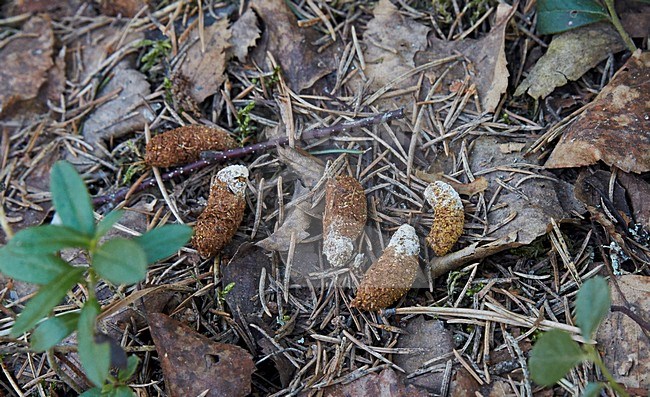 Hazelhoen, Hazel Grouse, Tetrastes bonasia stock-image by Agami/Markus Varesvuo,