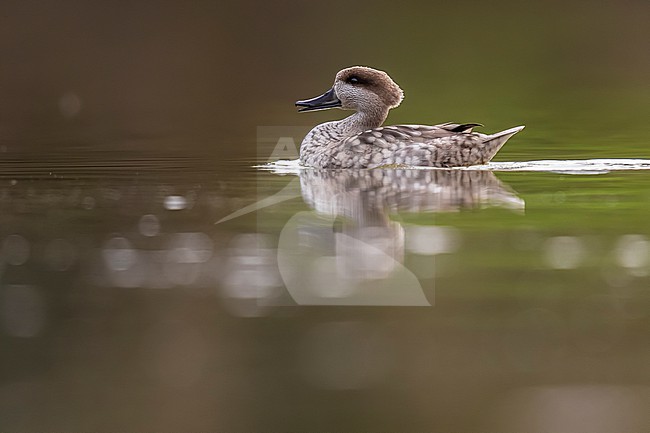 Adult Marbled Teal (Marmaronetta angustirostris) ecape bird swimming in small pool in Haaltert, East Flanders, Belgium. stock-image by Agami/Vincent Legrand,