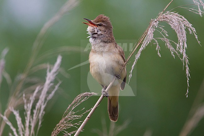 Grote Karekiet zingend in het riet; Great Reed Warbler singing in reed stock-image by Agami/Daniele Occhiato,