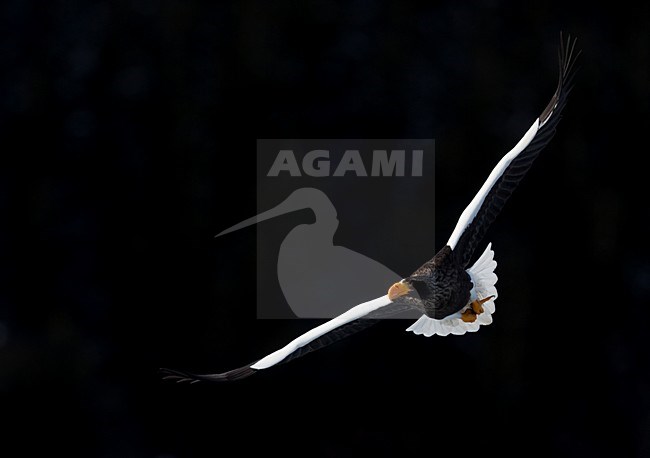 Volwassen Steller-zeearend in vlucht, Adult Stellers Sea-eagle in flight stock-image by Agami/Markus Varesvuo,