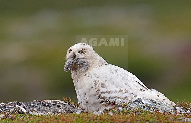 Sneeuwuil met prooi bij jongen, Snowy Owl with prey on nest stock-image by Agami/Jari Peltomäki,