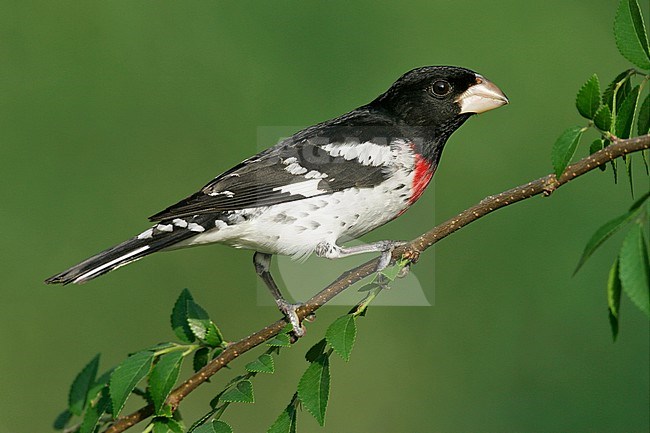 Volwassen mannetje Roodborstkardinaal, Adult male Rose-breasted Grosbeak stock-image by Agami/Brian E Small,