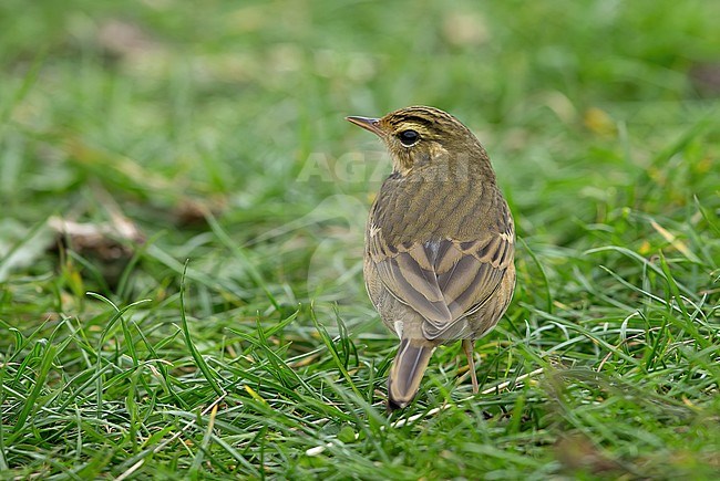 Bird was photographed on the 20 October 2020. stock-image by Agami/Kris de Rouck,