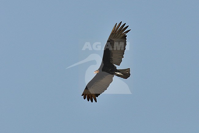  stock-image by Agami/Laurens Steijn,