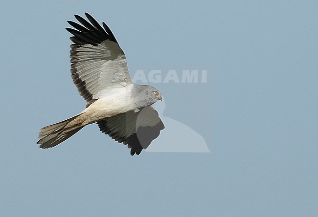 Hen Harrier (Circus cyaneus) adullt male in flight, seen from the side, showing underwing. stock-image by Agami/Fred Visscher,