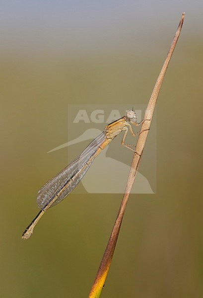 Imago Tengere grasjuffer; Adult Small Bluetail; Adult Scarce Blue-tailed Damselfly stock-image by Agami/Fazal Sardar,
