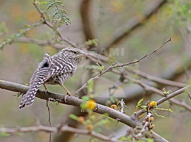 Fasciated Wren (Campylorhynchus fasciatus) in Peru. stock-image by Agami/Pete Morris,