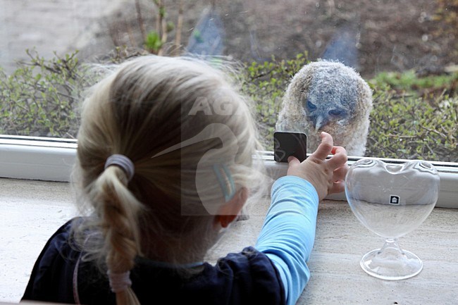 Meisje kijkt naar donsjong van de Bosuil; Little girl looking atTawny Owl chick stock-image by Agami/Chris van Rijswijk,