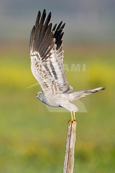 Montagu's Harrier (Circus pygargus), adult male taking off from a post, Campania, Italy stock-image by Agami/Saverio Gatto,