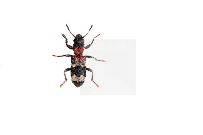 European red-bellied clerid, Mierenkever stock-image by Agami/Wil Leurs,