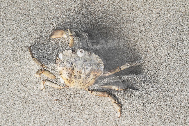 Dead Flying crab on the North Sea beach stock-image by Agami/Wil Leurs,