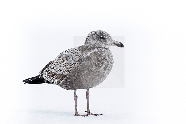 Amerikaanse Zilvermeeuw; American Herring Gull stock-image by Agami/Chris van Rijswijk,