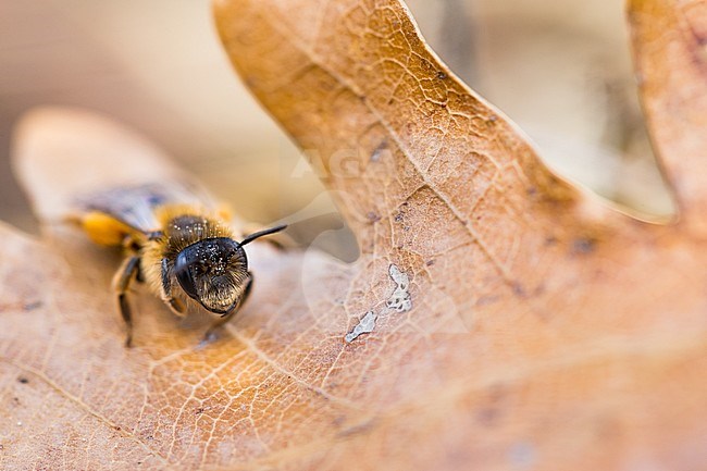 Andrena flavipes - Gemeine Sandbiene, France (Alsace), imago, female stock-image by Agami/Ralph Martin,